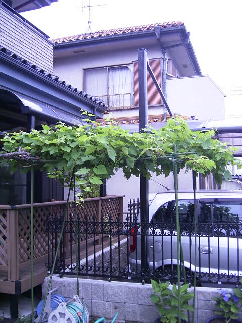 Grape tree